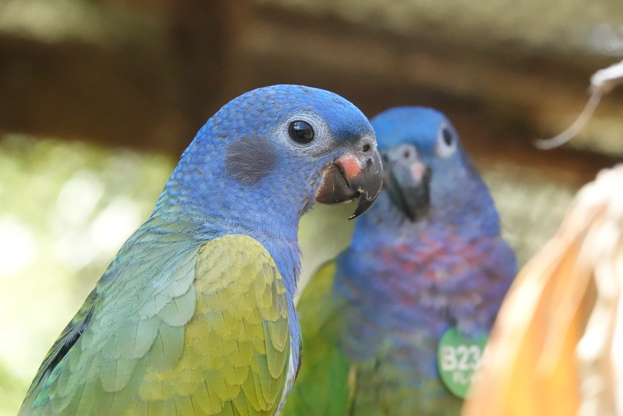 Due Pionus testa blu in riabilitazione alla Fundación Loros