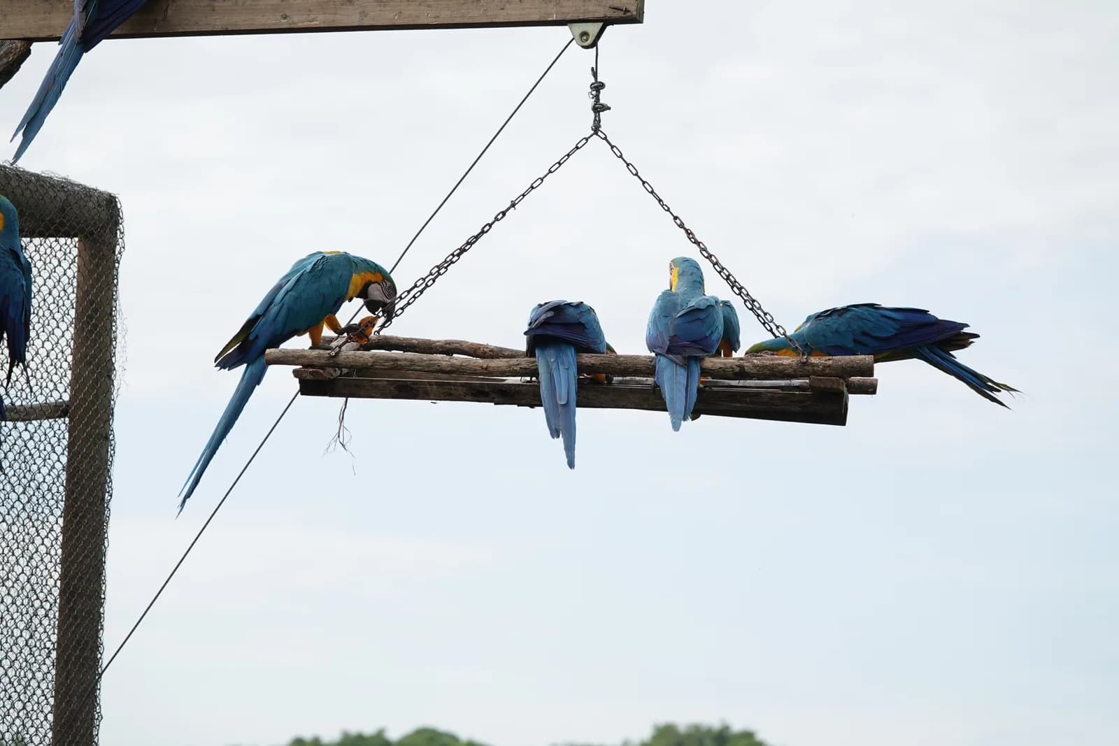 Quatre aras bleu et jaune au repos sur un perchoir suspendu haut dans le ciel du sanctuaire