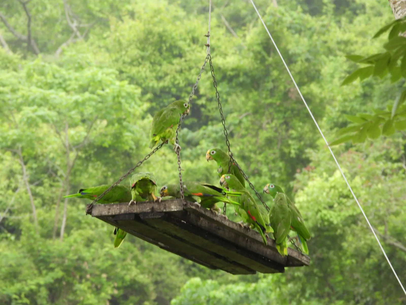Conures vertes s'approchant d'une mangeoire rectangulaire suspendue par des cordes au cœur de la forêt sèche tropicale
