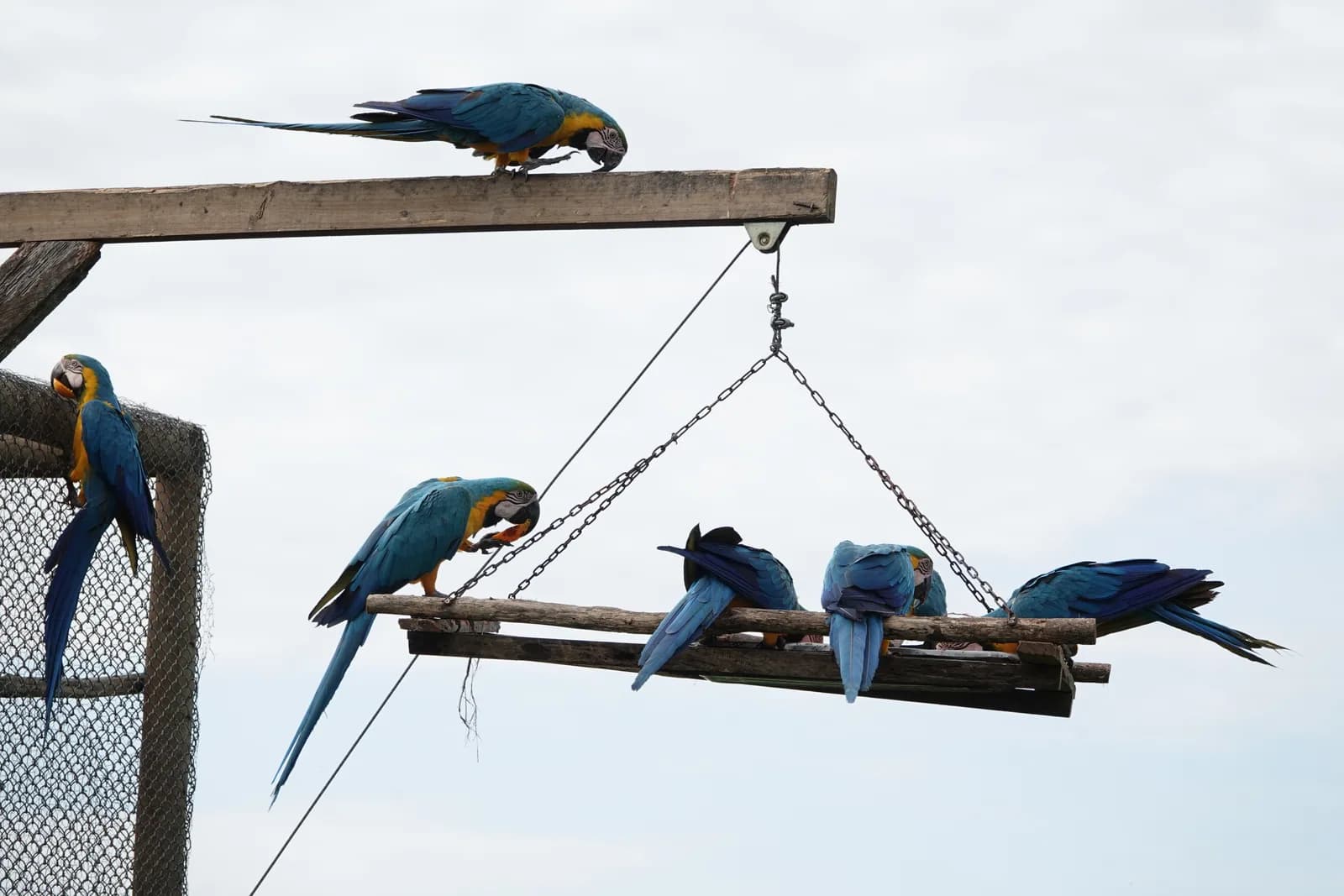 Cinq aras bleu et jaune partageant un perchoir de rondins suspendu par des chaînes et des câbles à plusieurs mètres du sol