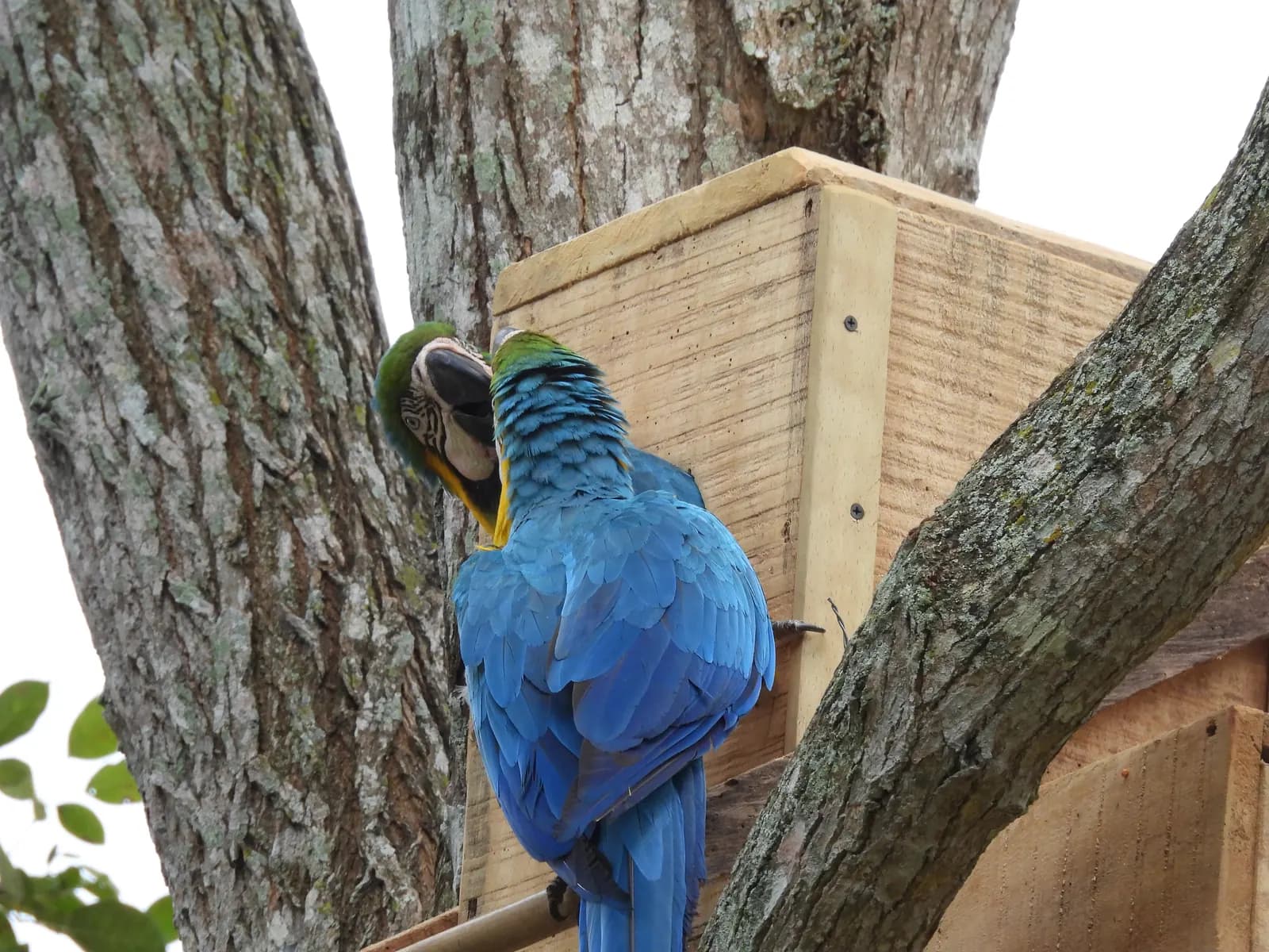 Pair of blue-and-yellow macaws perched on an artificial nest in the forest