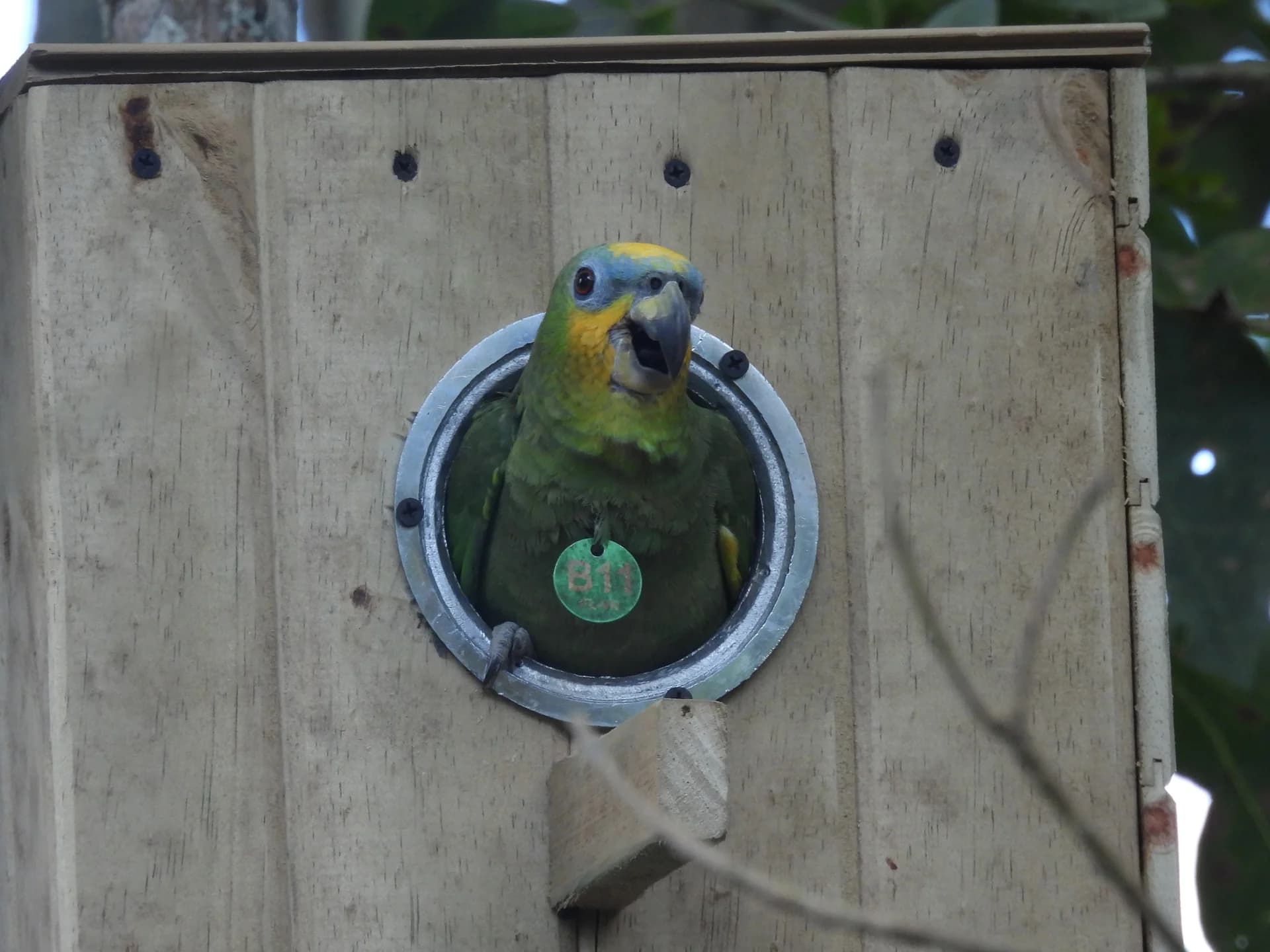 Orange-winged amazon poking its head out of the entrance of artificial nest B11