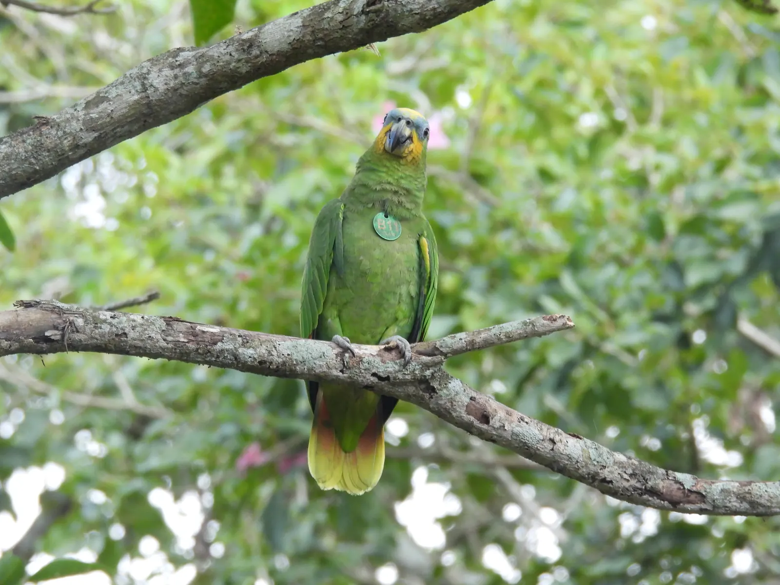 Released and tagged orange-winged amazon perched on a forest branch