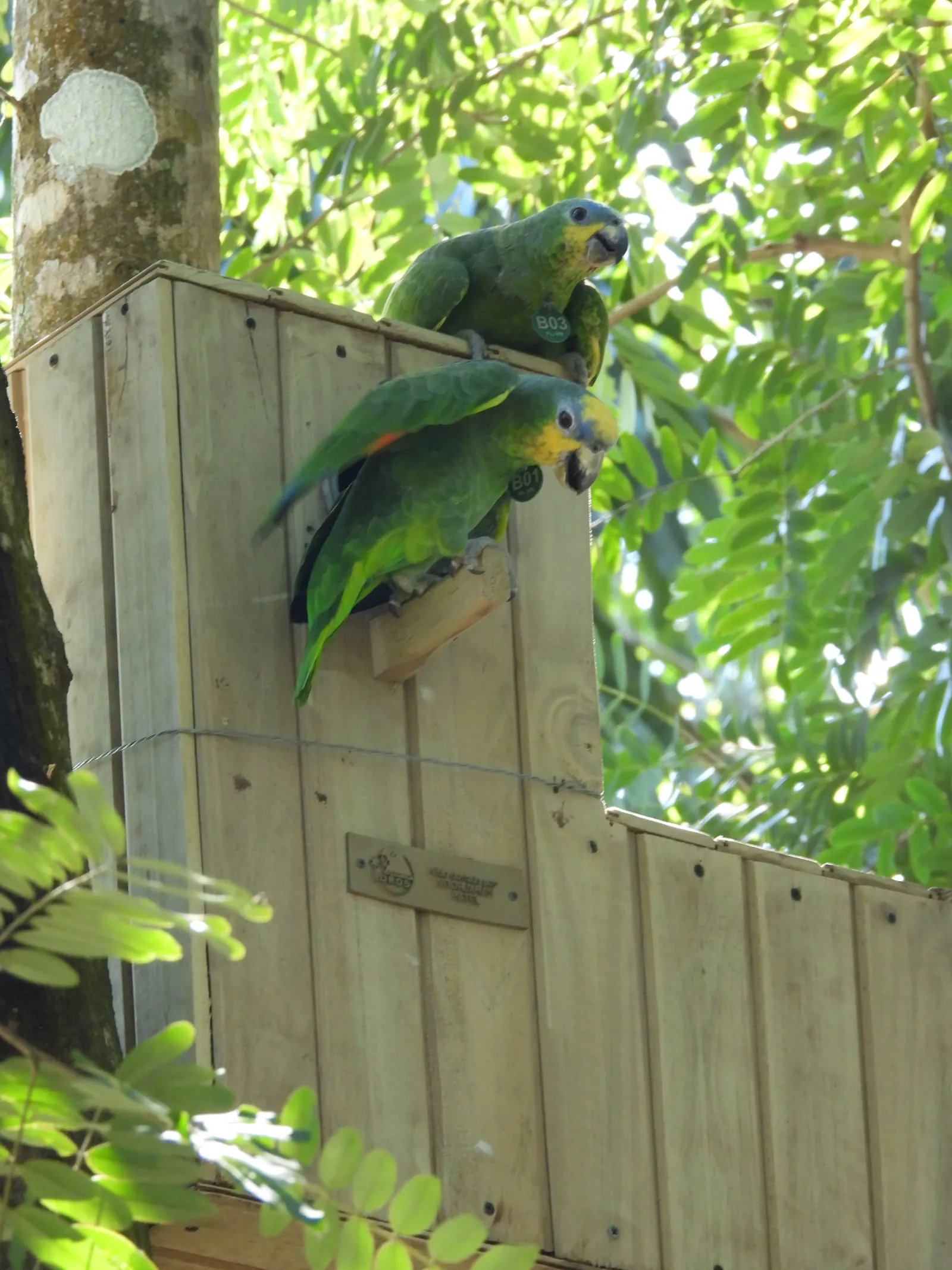 Pair of orange-winged amazons inspecting the entrance of their artificial nest