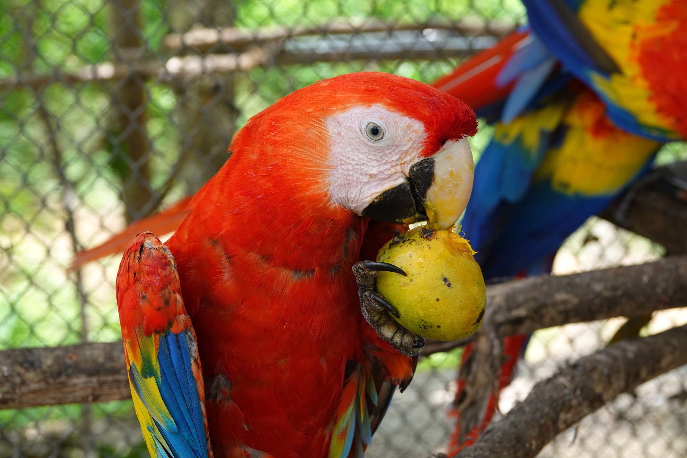 Pareja de guacamayos rojos compartiendo fruta en el santuario Fundación Loros