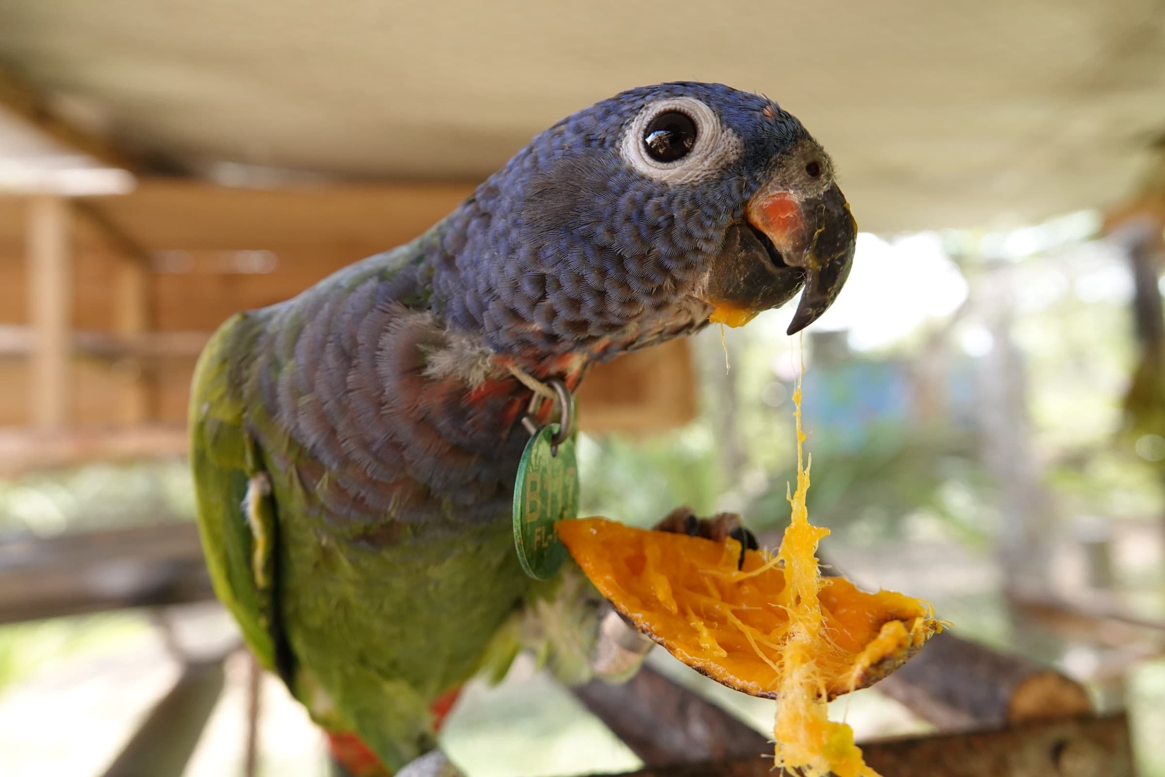 Loro pionus de cabeza azul comiendo mango — sesión diaria de alimentación en el santuario Fundación Loros