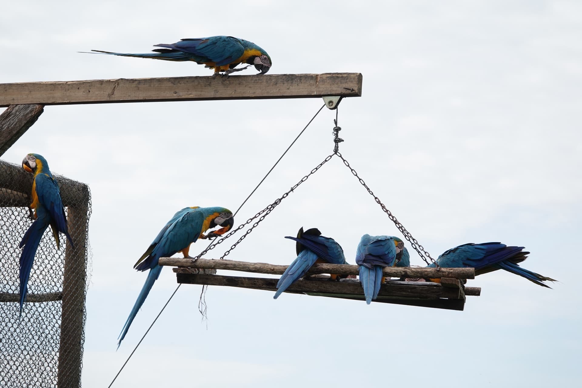 A flock of blue-and-yellow macaws (Ara ararauna) on an elevated feeding station with wooden platform and chains — a key device in soft release