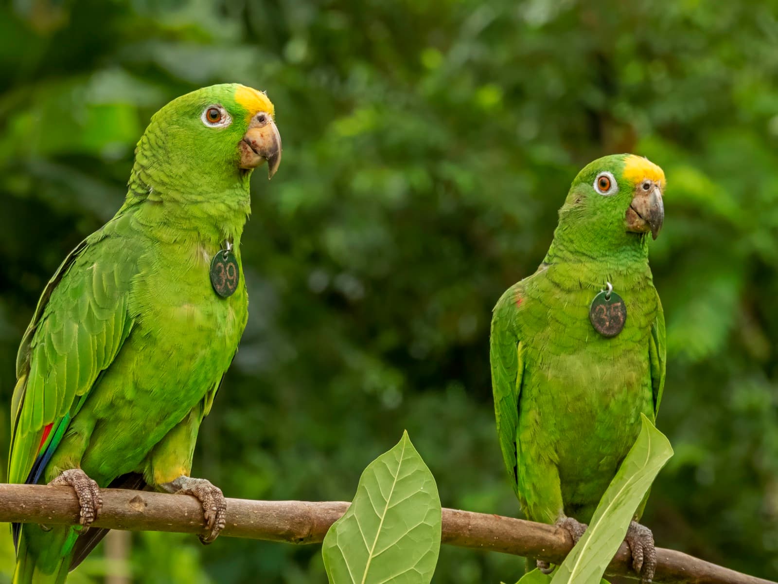 Dos loras frentiamarillas (Amazona ochrocephala) liberadas, con chapas de identificación, en la reserva de Fundación Loros