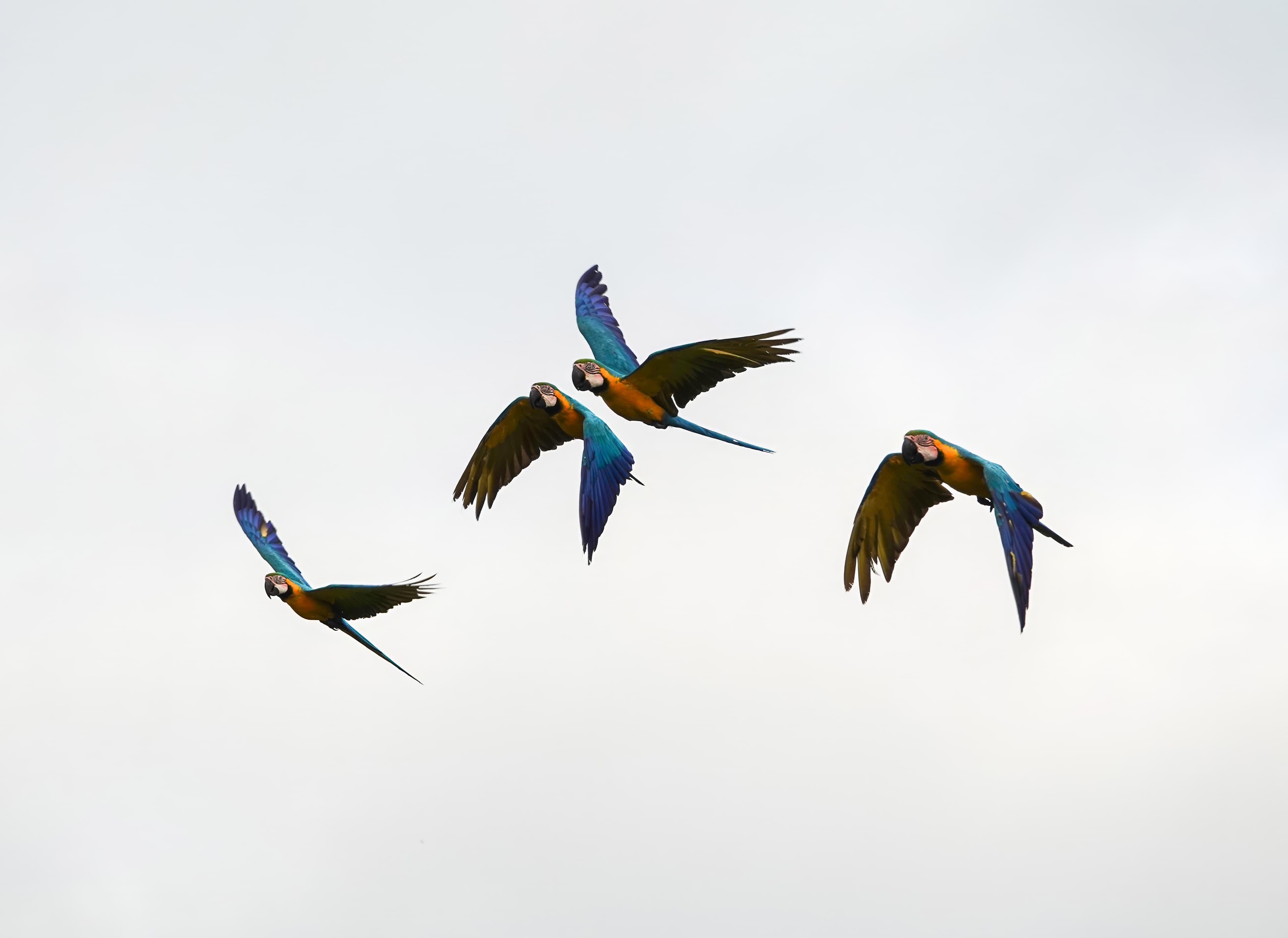 Free-flight training vs. aislamiento humano estricto en la rehabilitación de loros