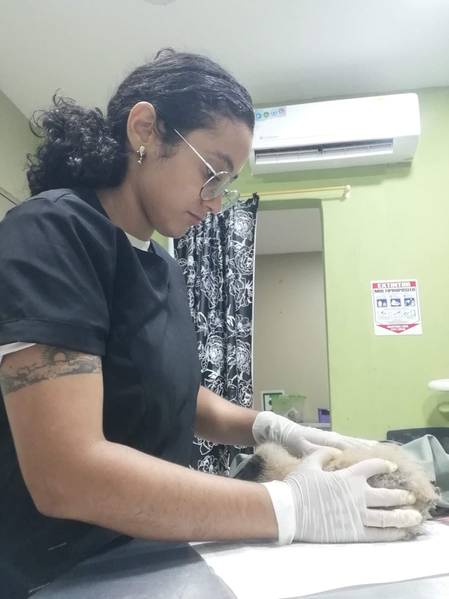 Alessandra Flórez, médica veterinaria, atendiendo a un animal silvestre en clínica