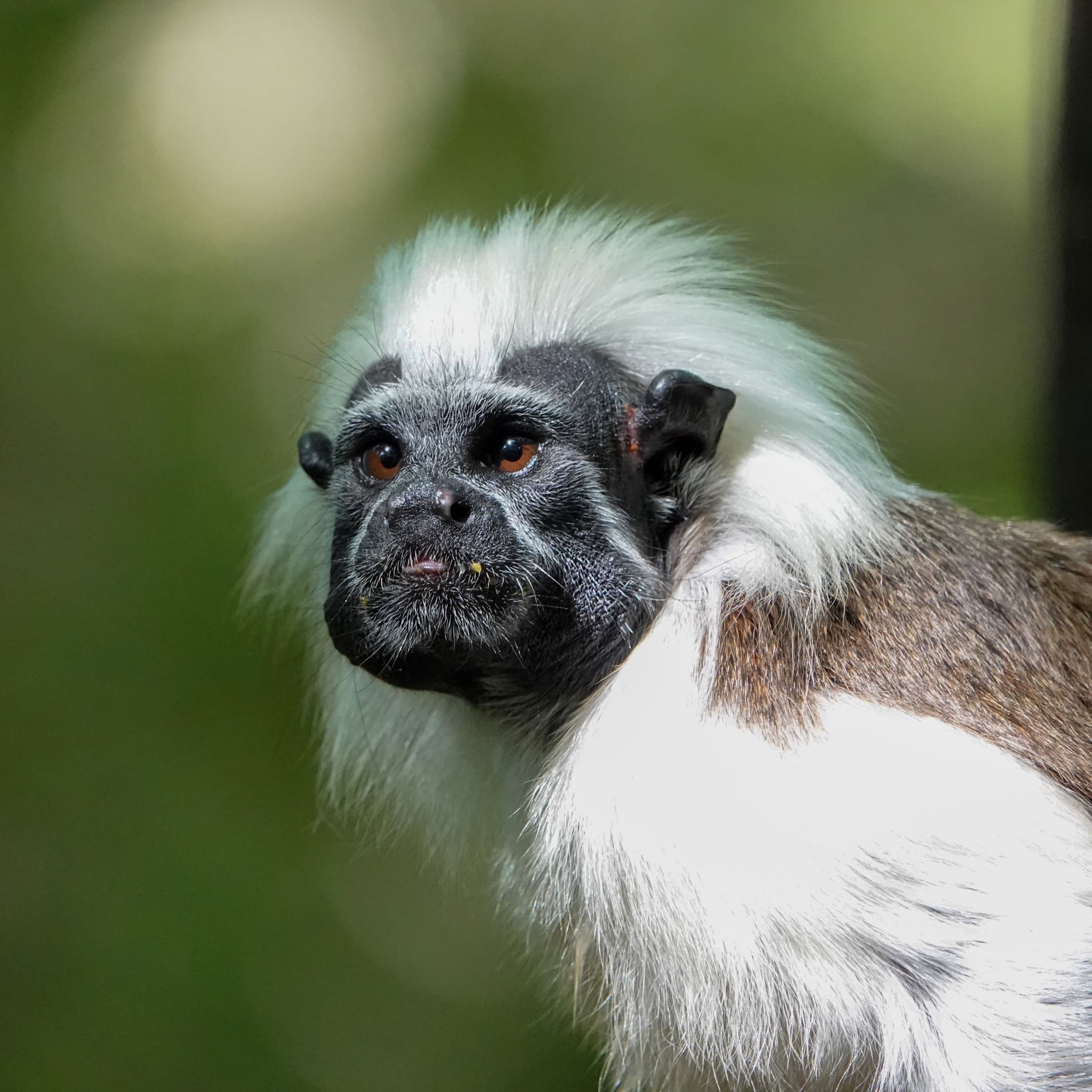 Primer plano de un tití cabeciblanco, mono en peligro crítico endémico del bosque seco del Caribe colombiano cerca de Cartagena