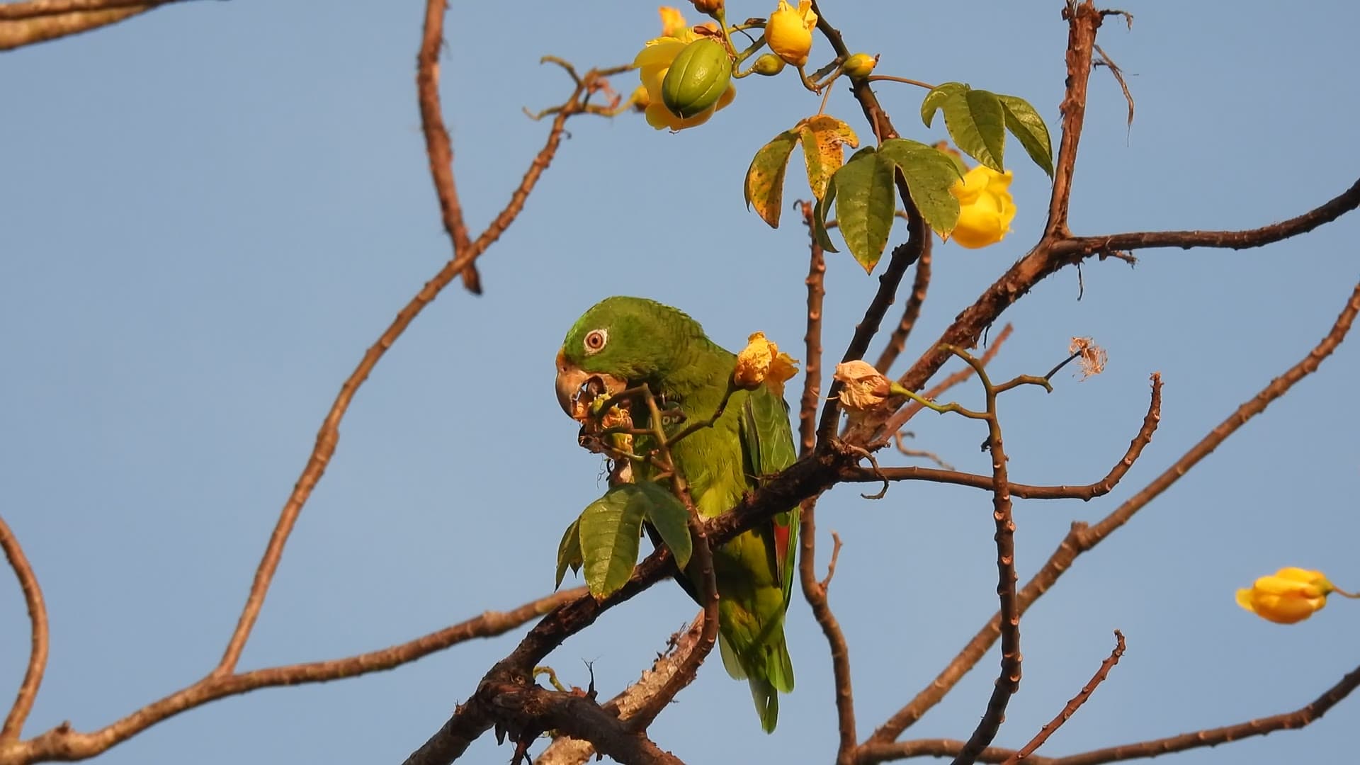 Loro frentiamarillo comiendo flores de papayote en el bosque seco tropical