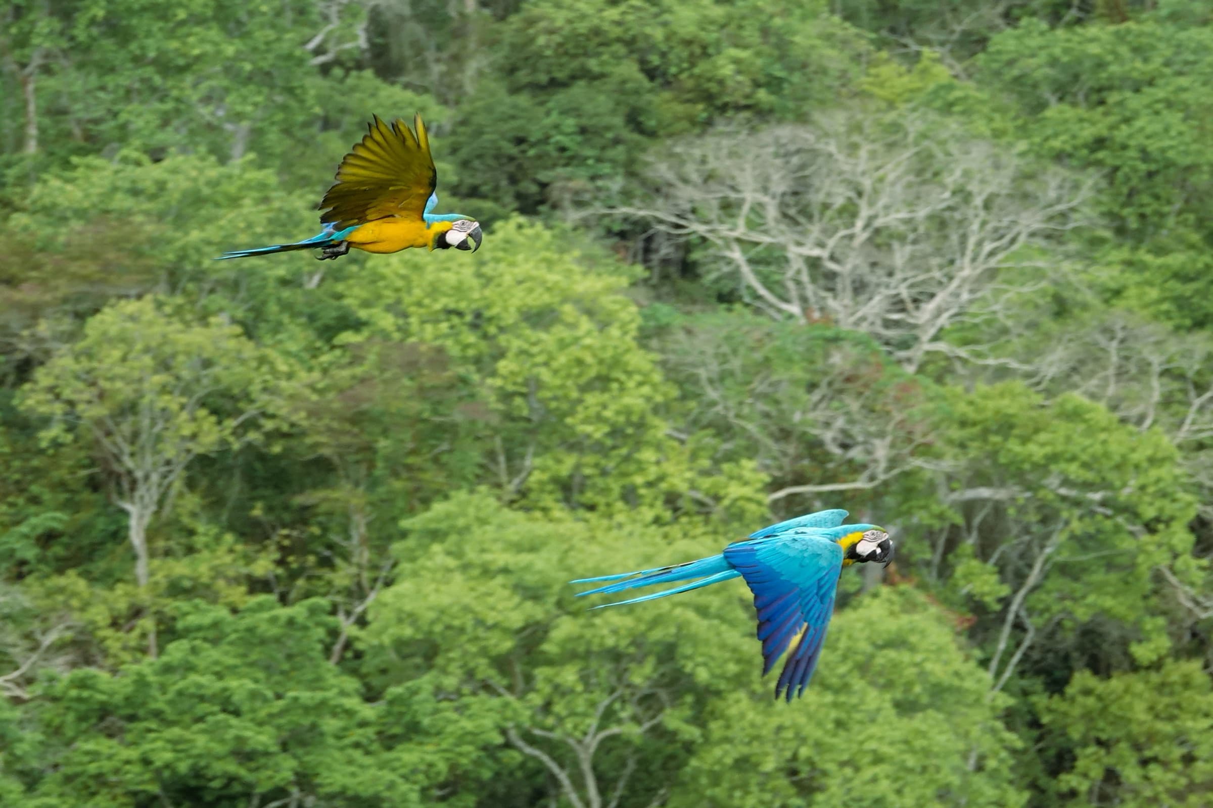 Dos guacamayos azul y amarillo (Ara ararauna) en vuelo sobre el dosel del bosque tropical de Los Loros