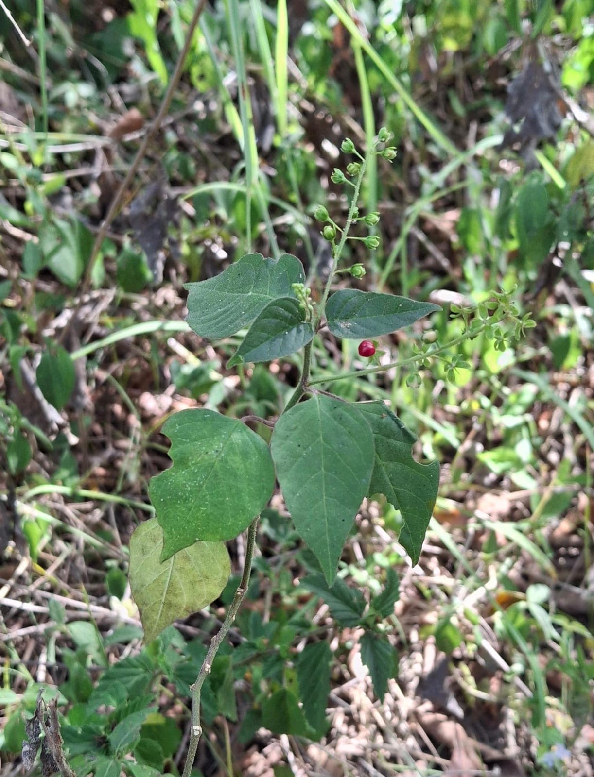 The Bloodweed That Deceives and Enchants