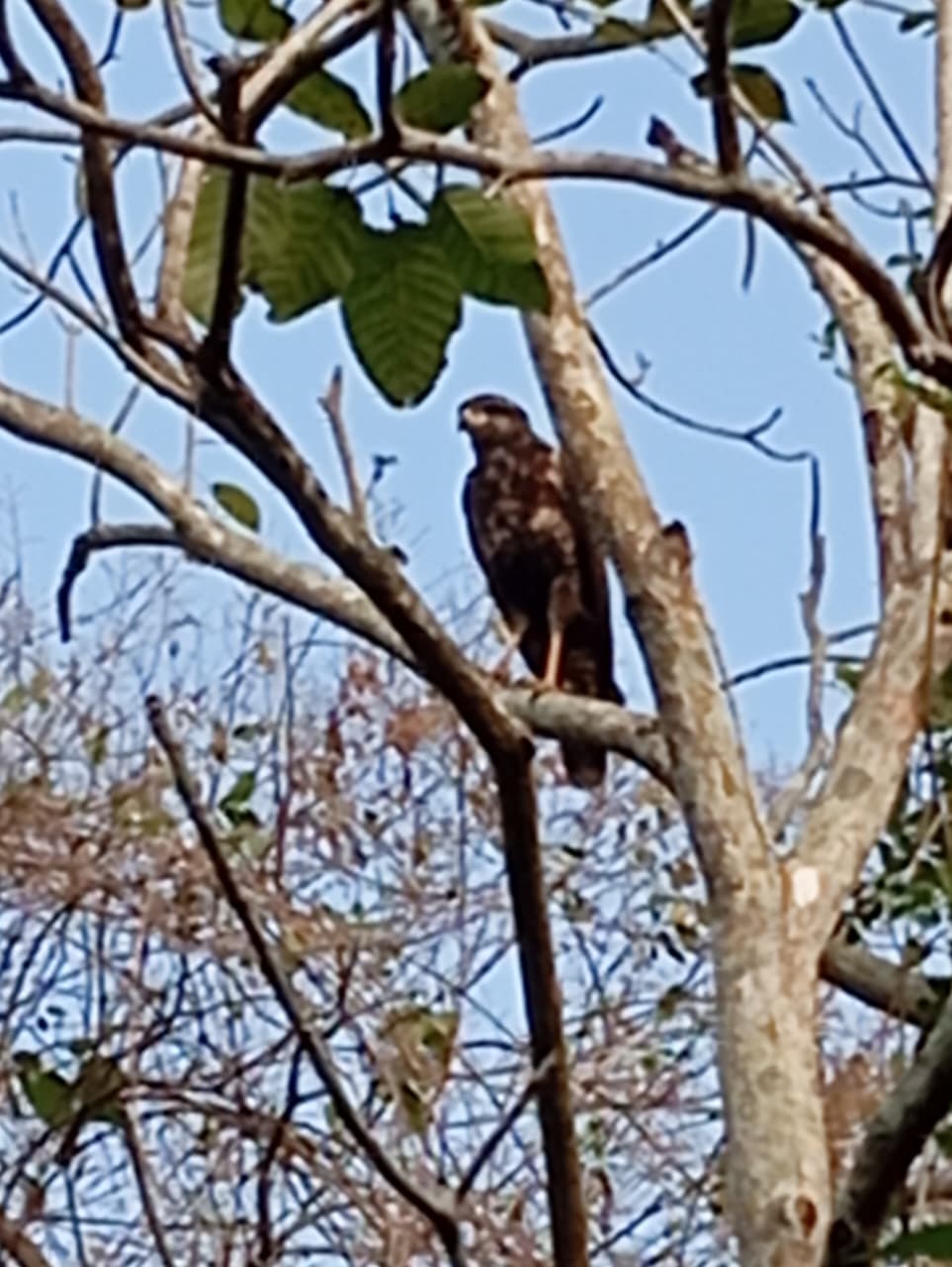 The Oropéndola That Warned the Forest · 2
