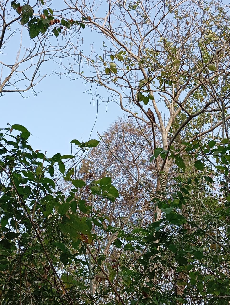 The Oropéndola That Warned the Forest · 11