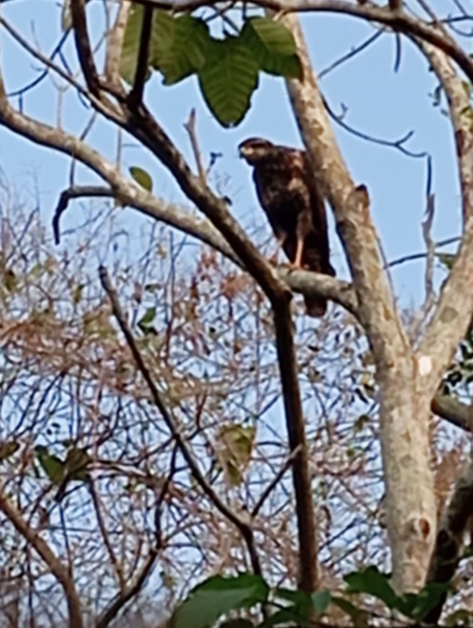The Oropéndola That Warned the Forest · 12