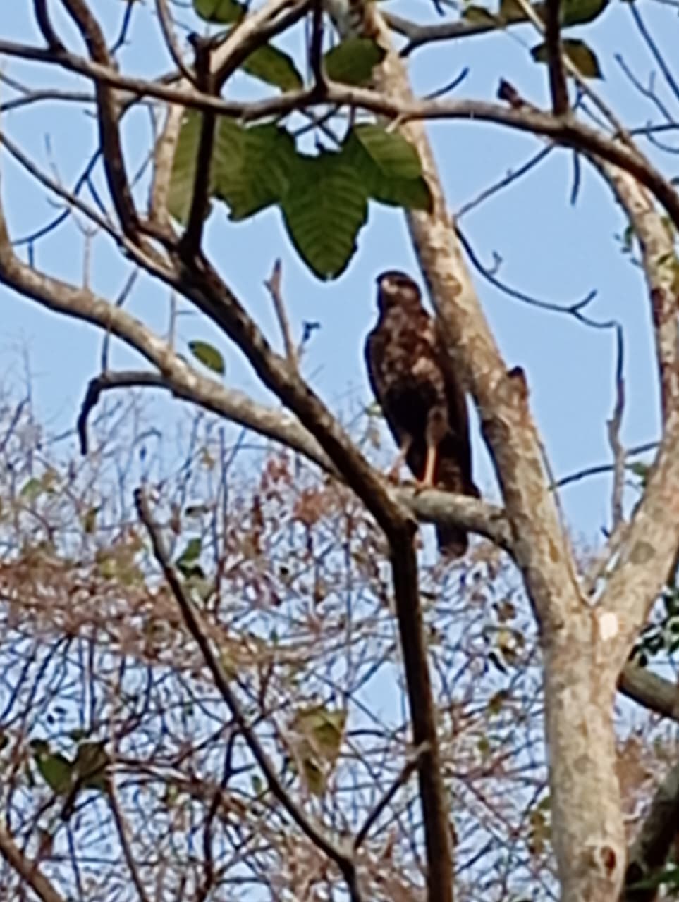 The Oropéndola That Warned the Forest · 3