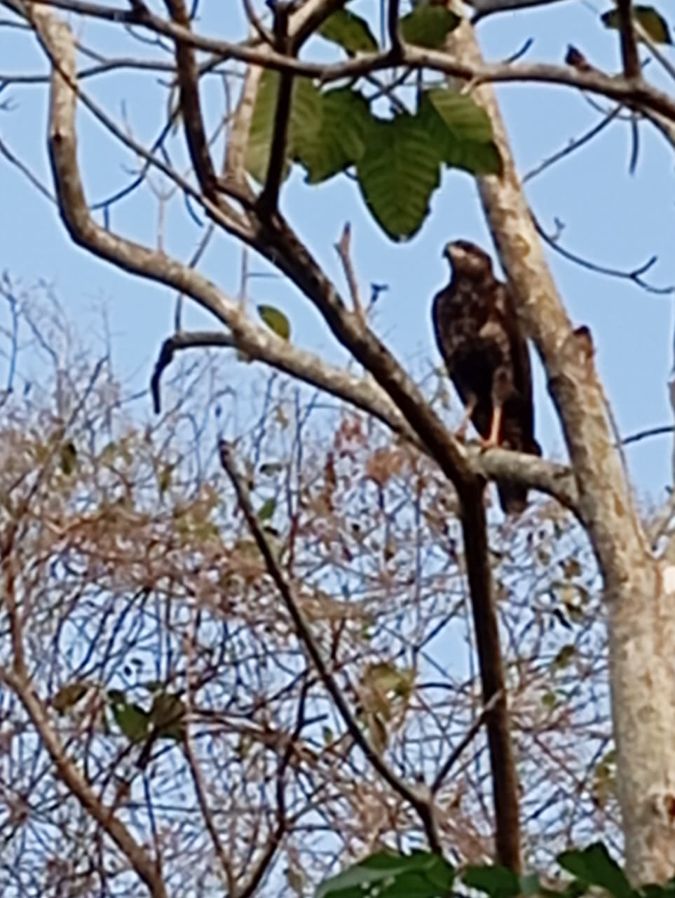The Oropéndola That Warned the Forest · 4