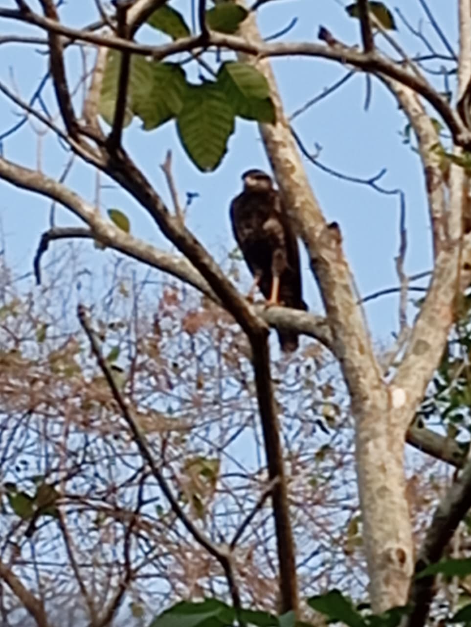 The Oropéndola That Warned the Forest · 5