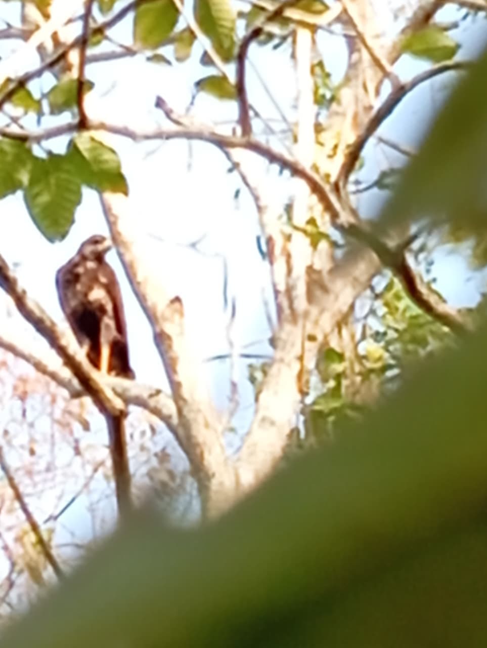 The Oropéndola That Warned the Forest · 6