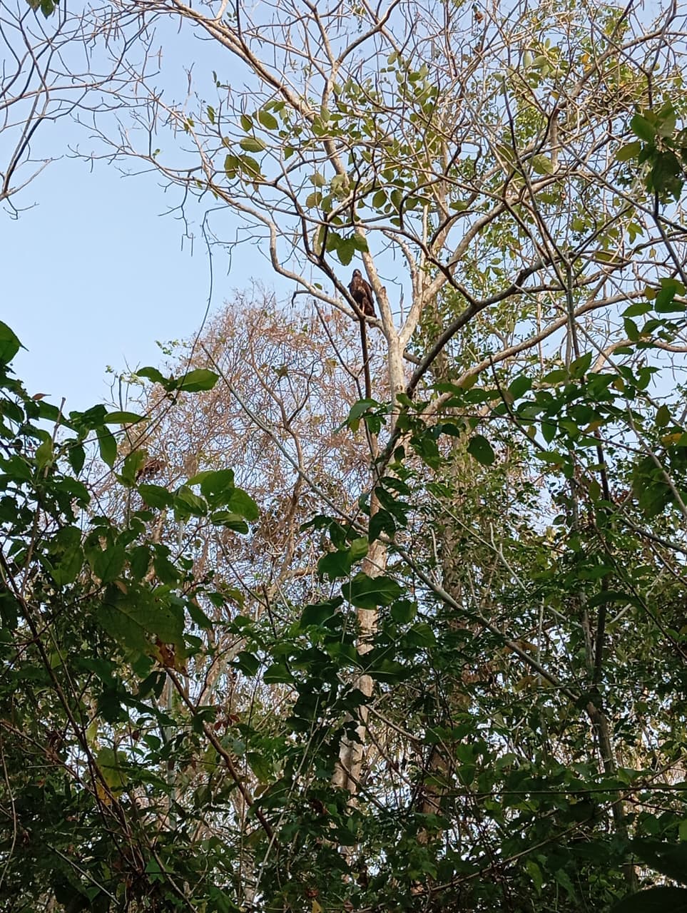 The Oropéndola That Warned the Forest · 7
