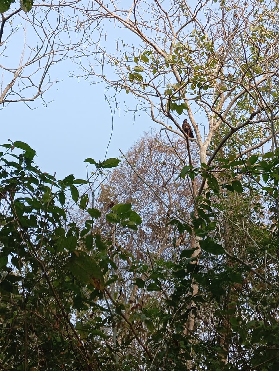 The Oropéndola That Warned the Forest · 8