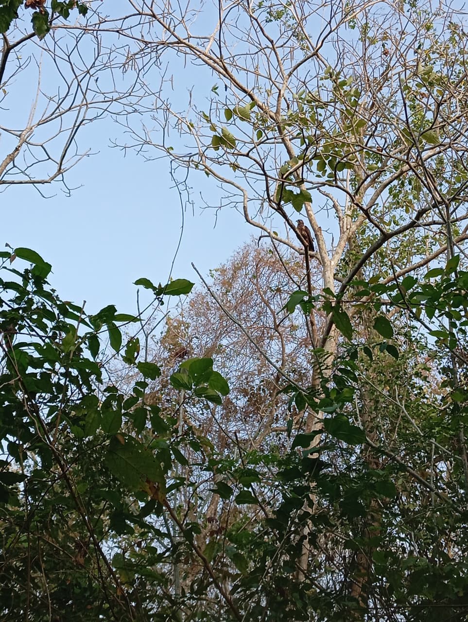 The Oropéndola That Warned the Forest · 9