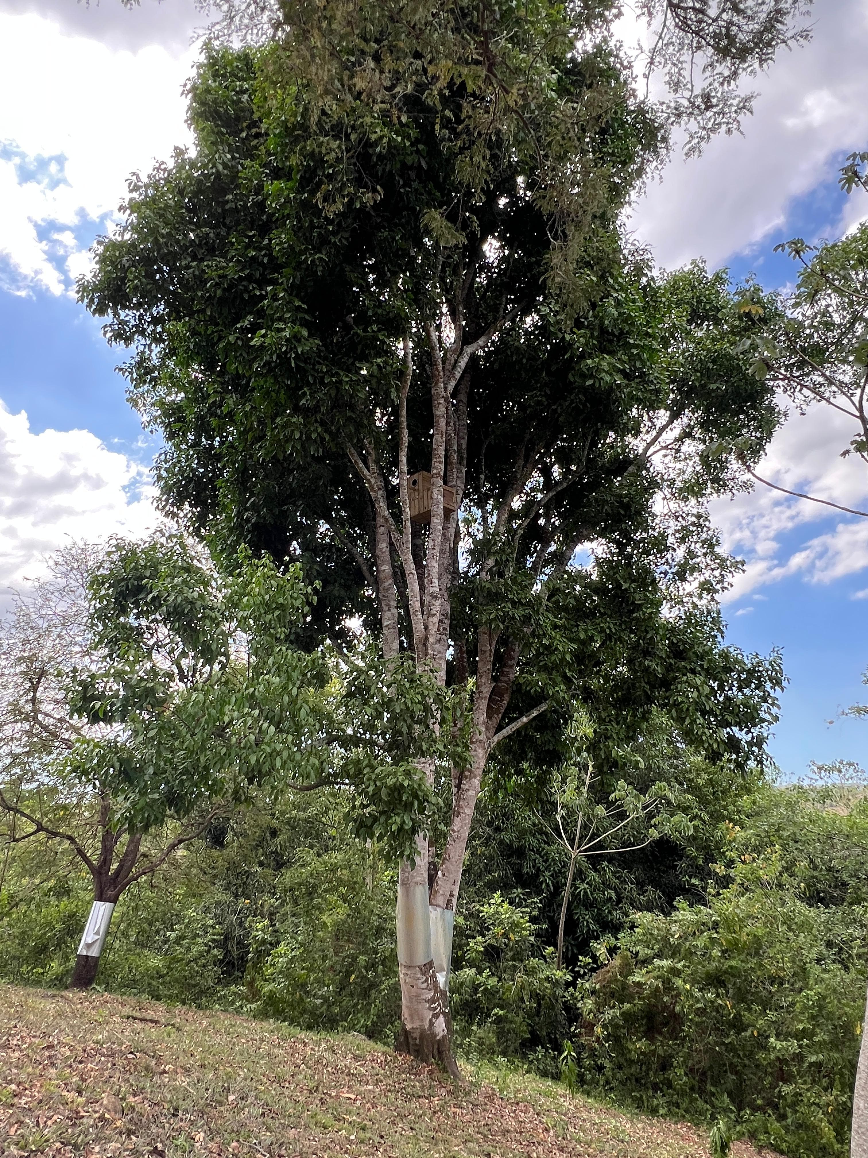 Due alberi, due cassette, nessun inquilino
