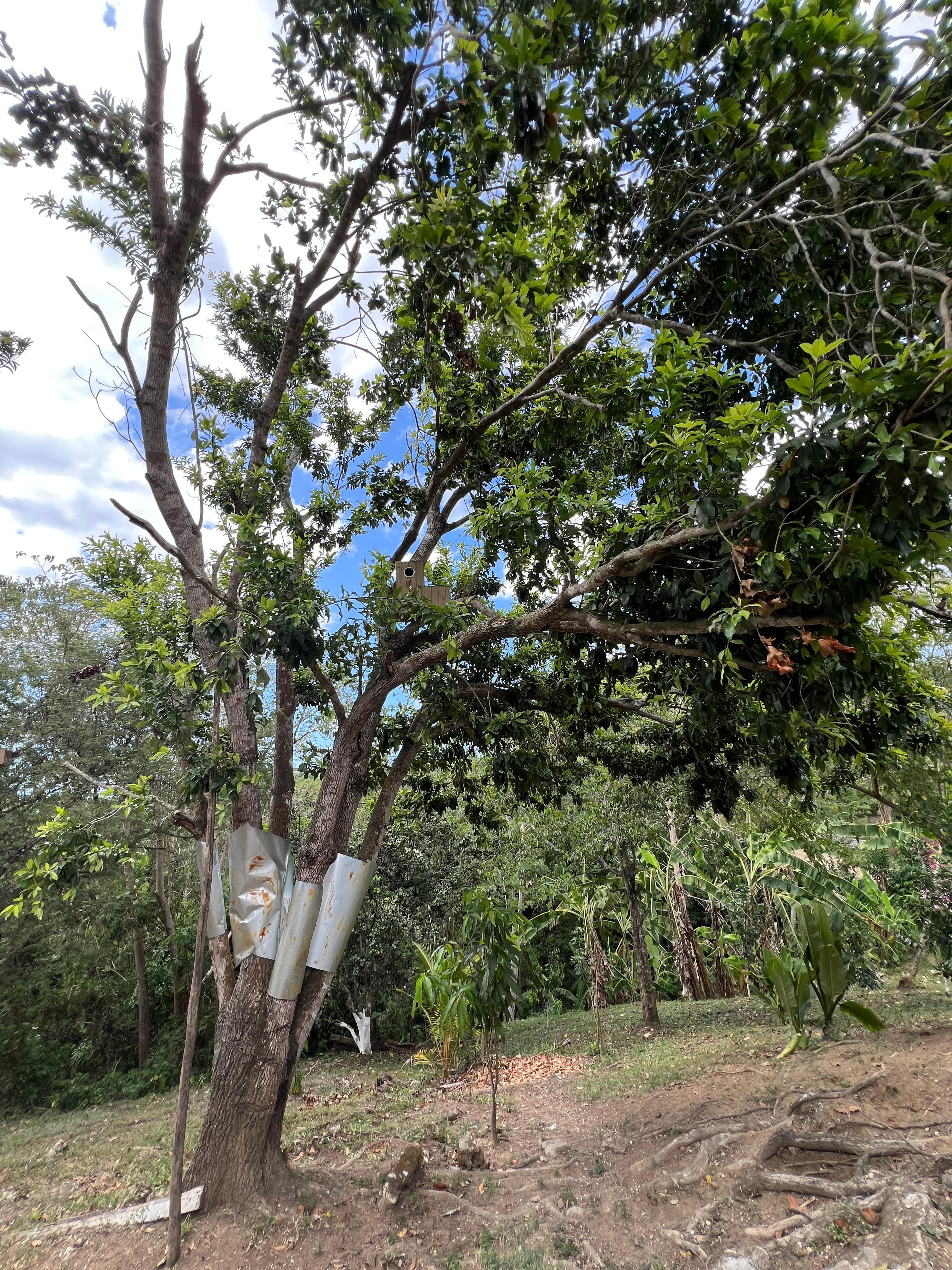 Due alberi, due cassette, nessun inquilino · 2