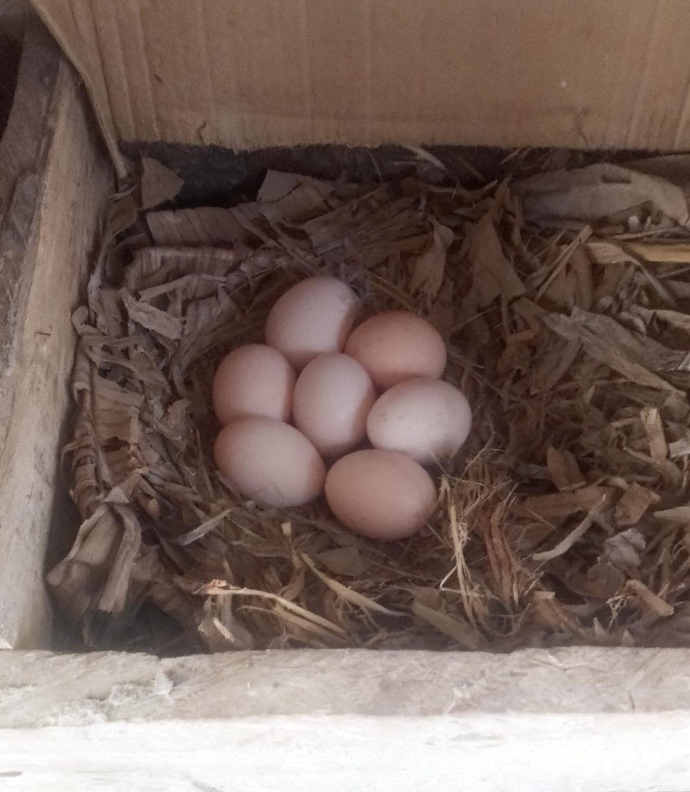 Seven Eggs Waiting in the Straw