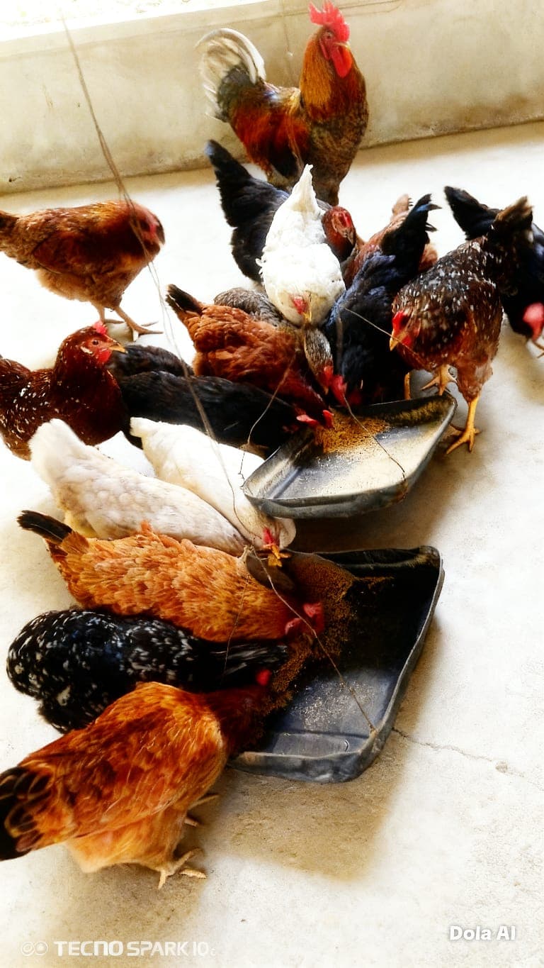 Seven Eggs Waiting in the Straw · 2
