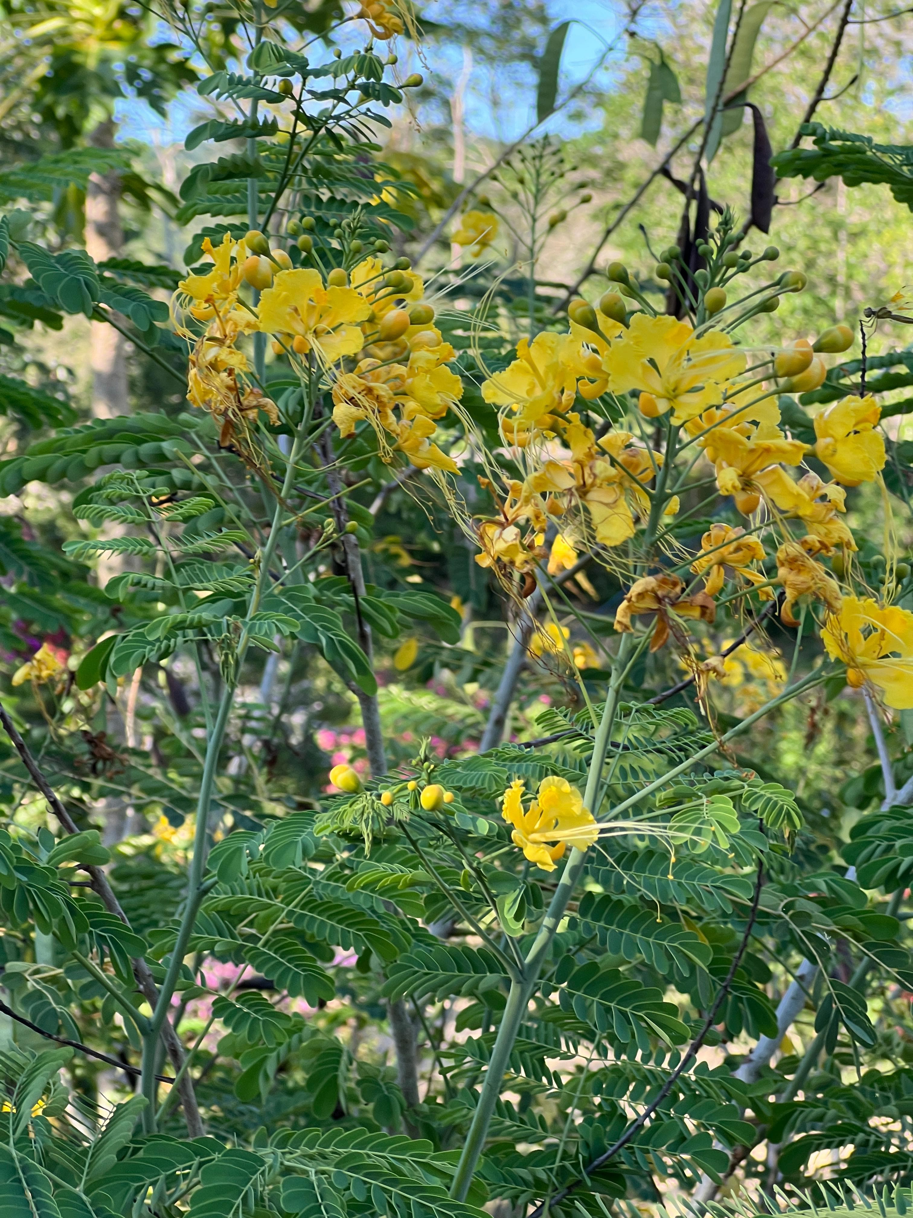 The Young Ebony That Already Blooms