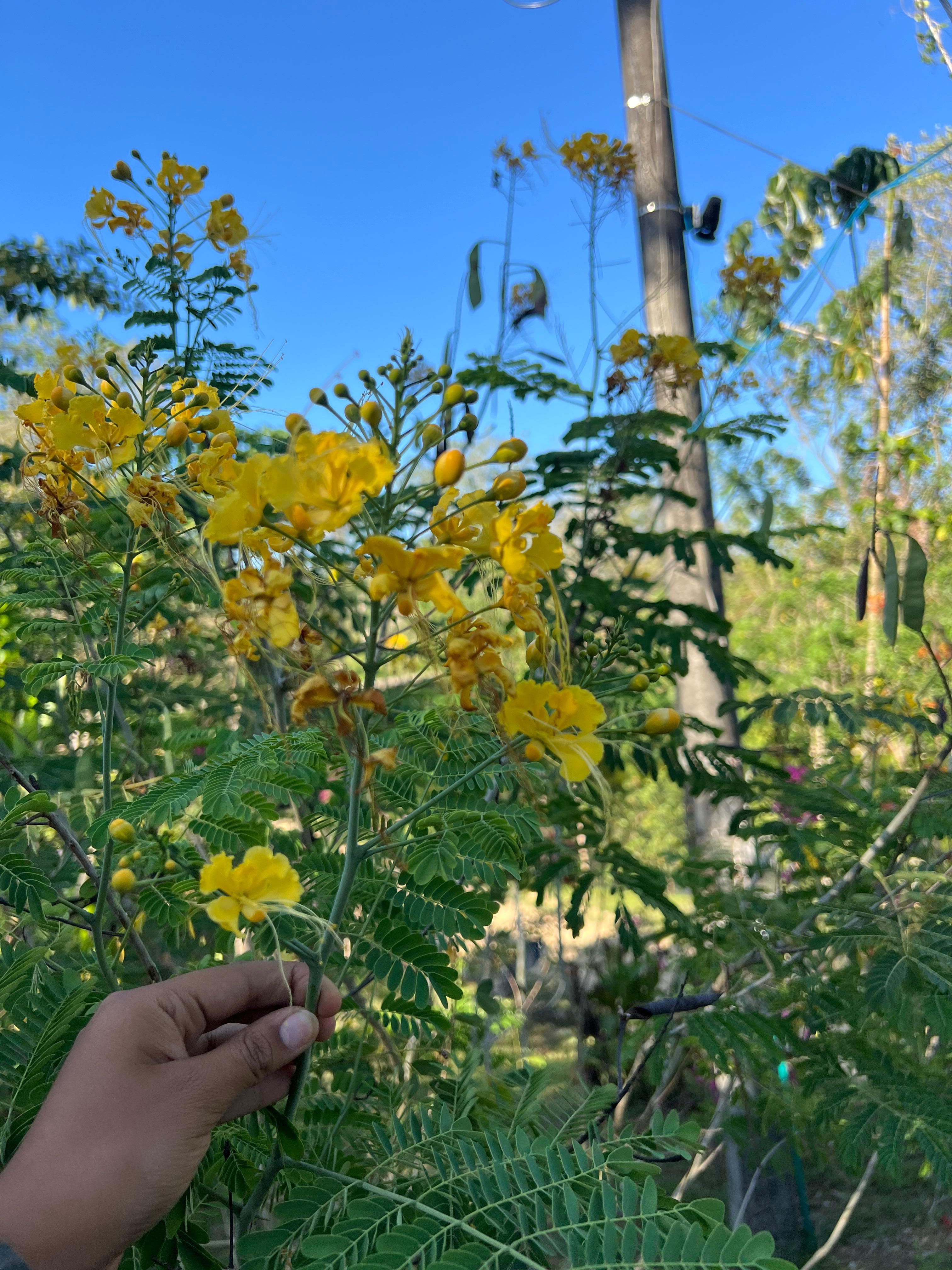 The Young Ebony That Already Blooms · 2