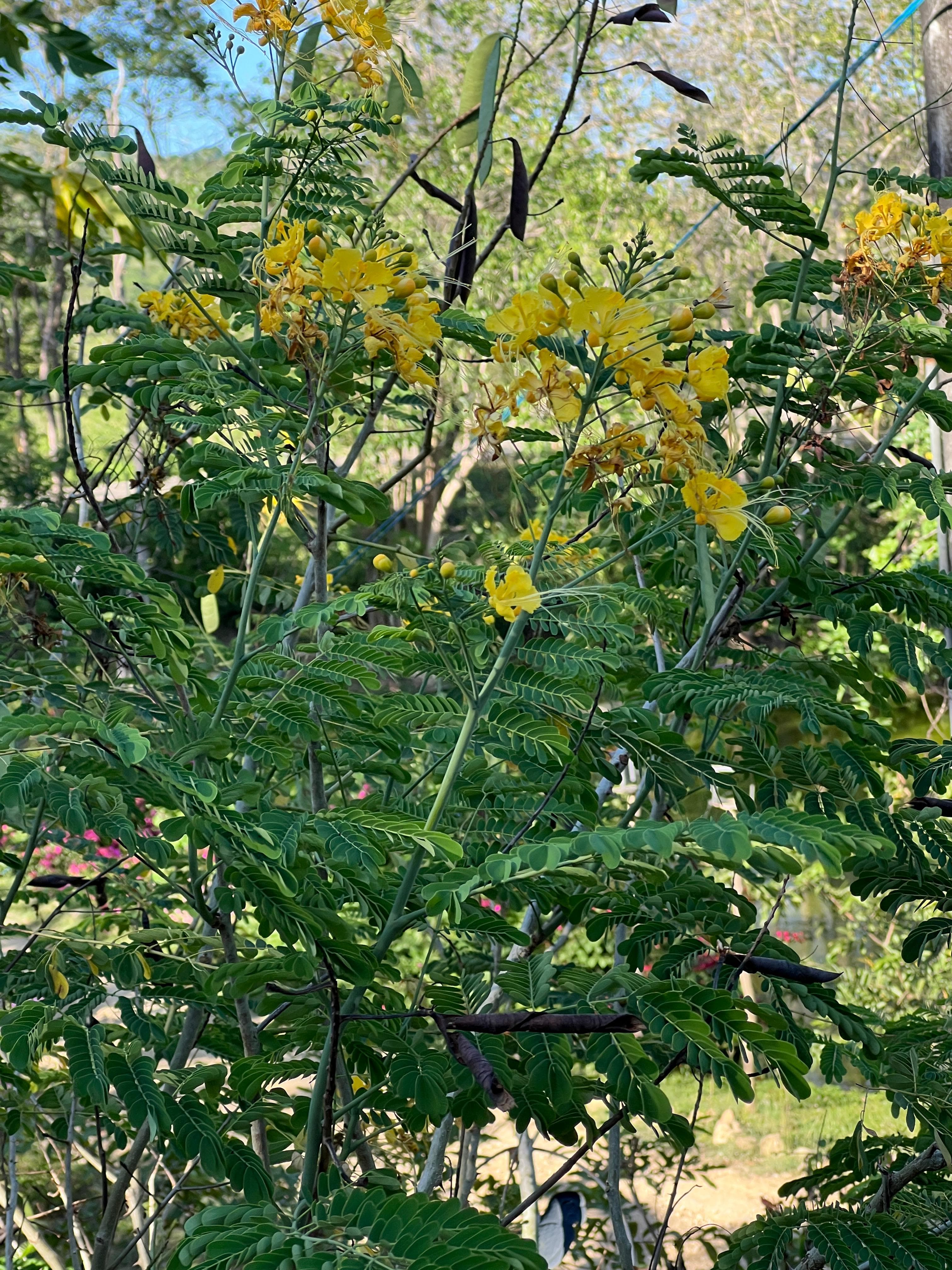 The Young Ebony That Already Blooms · 4