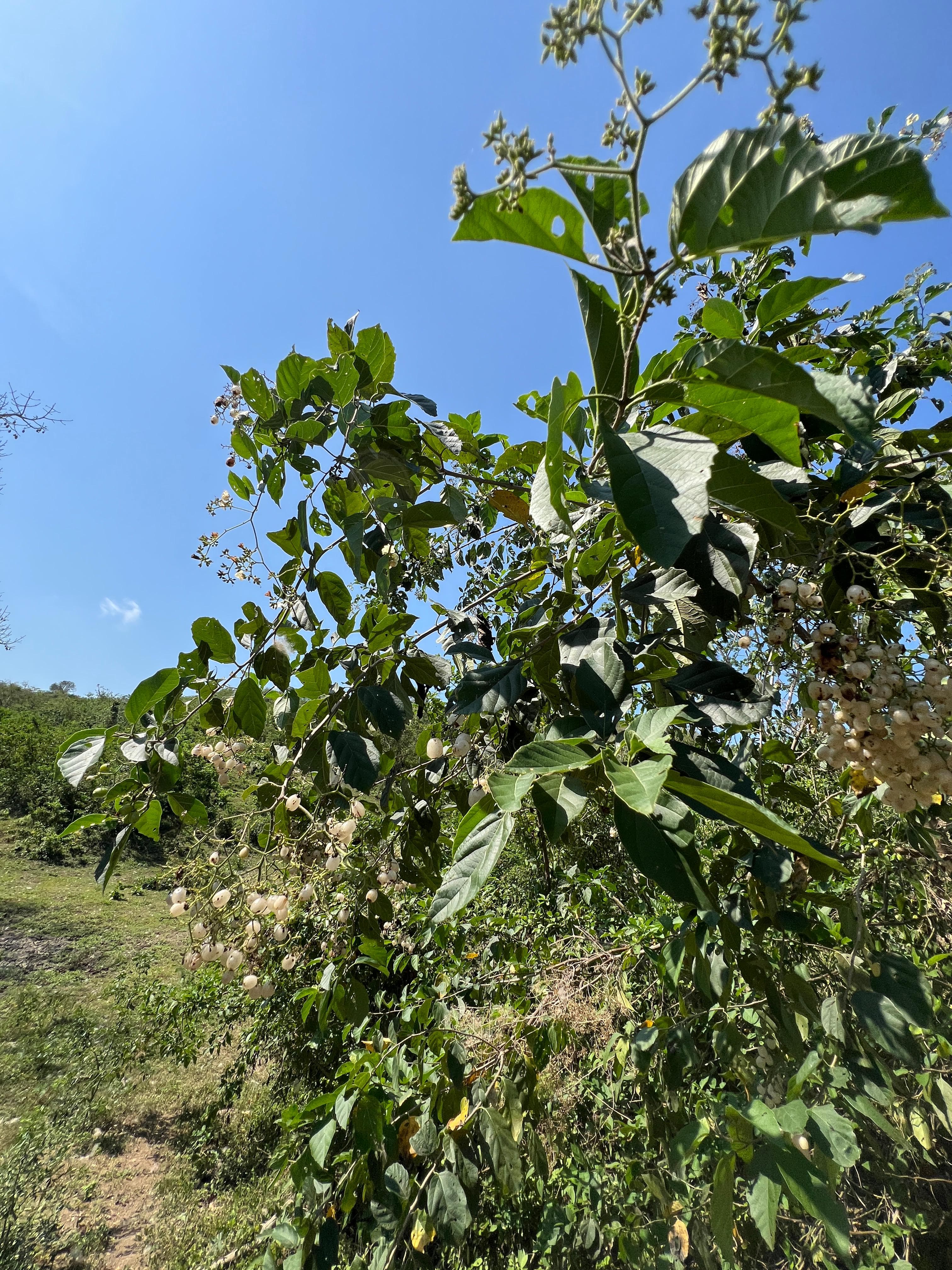 Die uvita mocosa in zwei Zeiten · 2