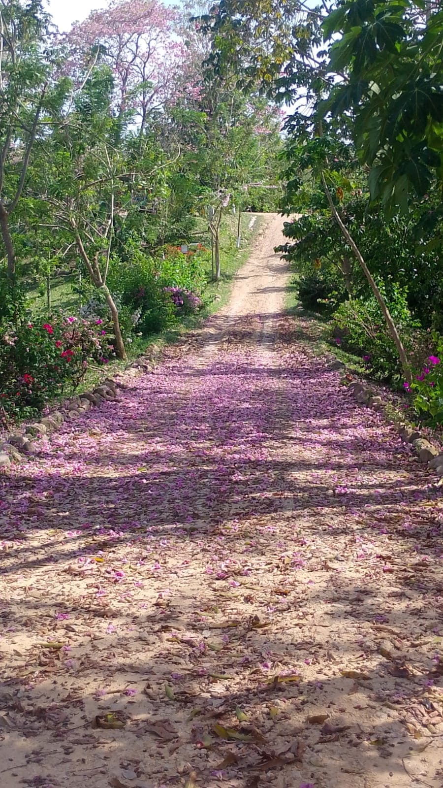 The Pink Carpet of El Paraíso