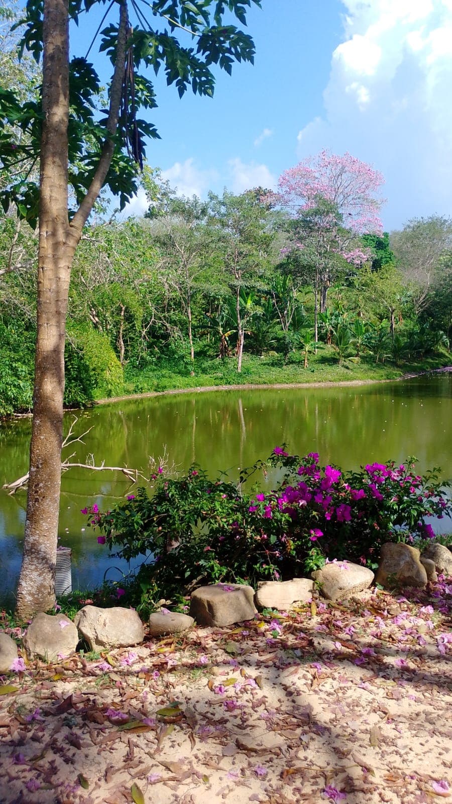 The Pink Carpet of El Paraíso · 2