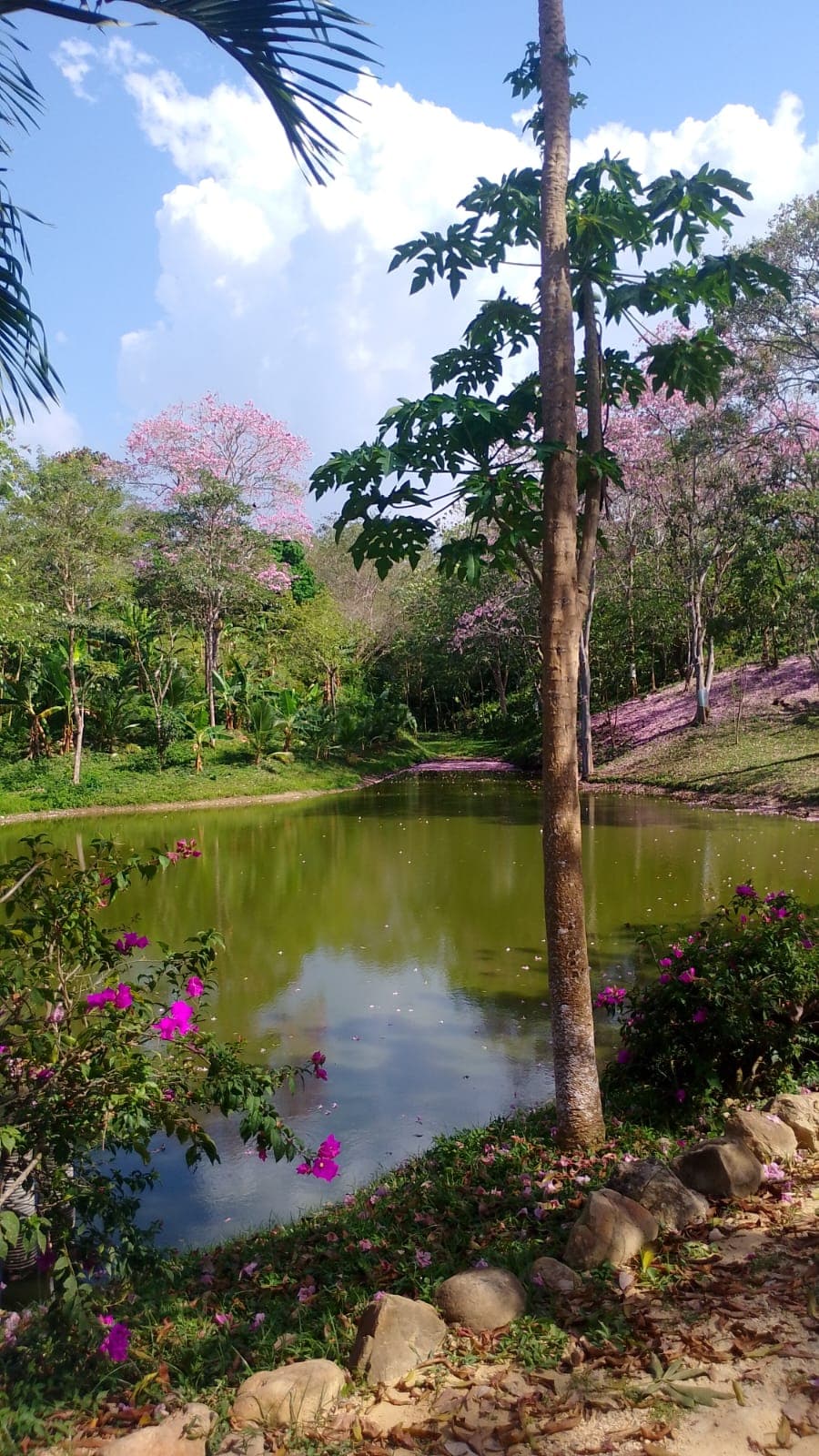 The Pink Carpet of El Paraíso · 3