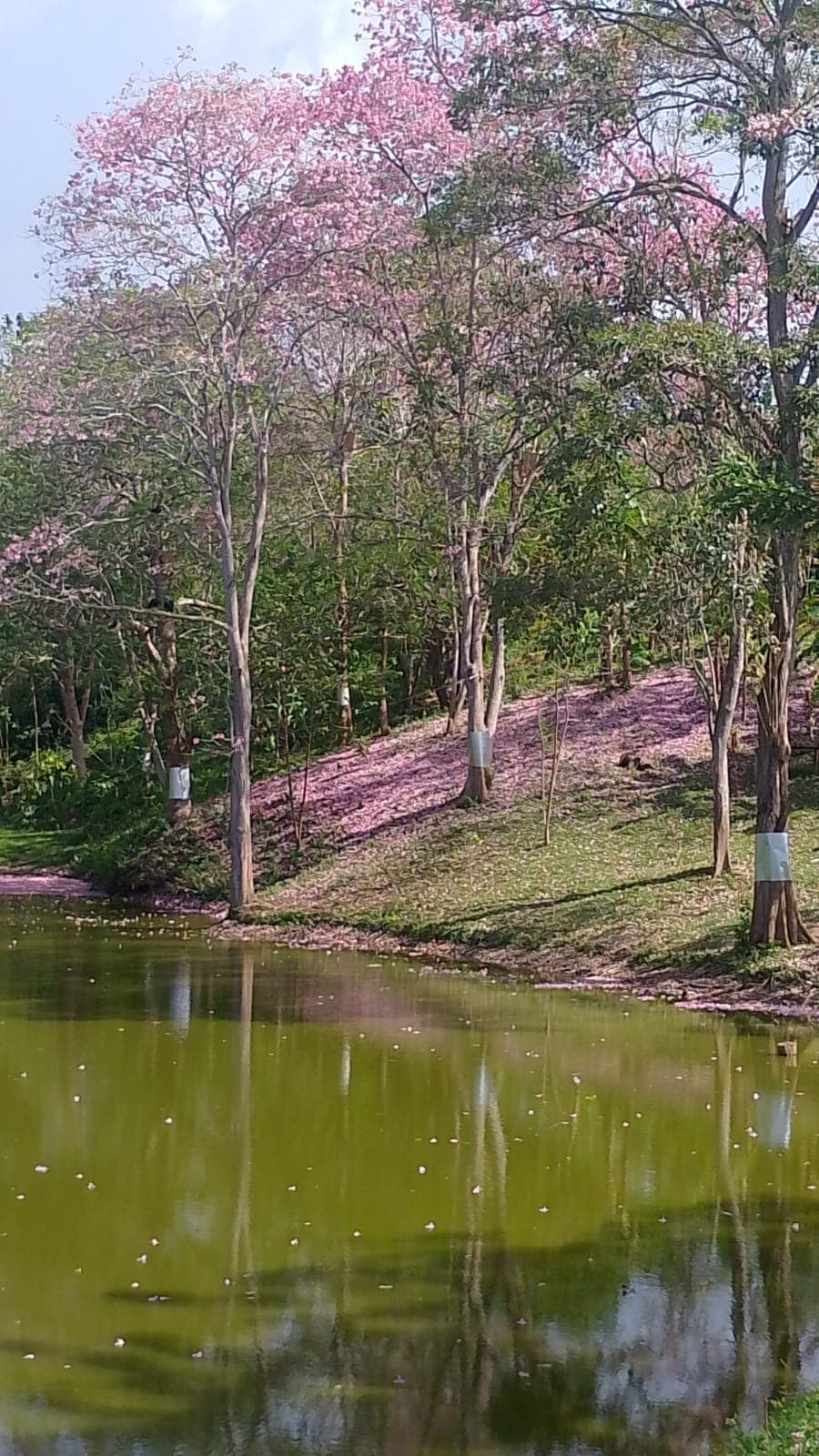 The Pink Carpet of El Paraíso · 4