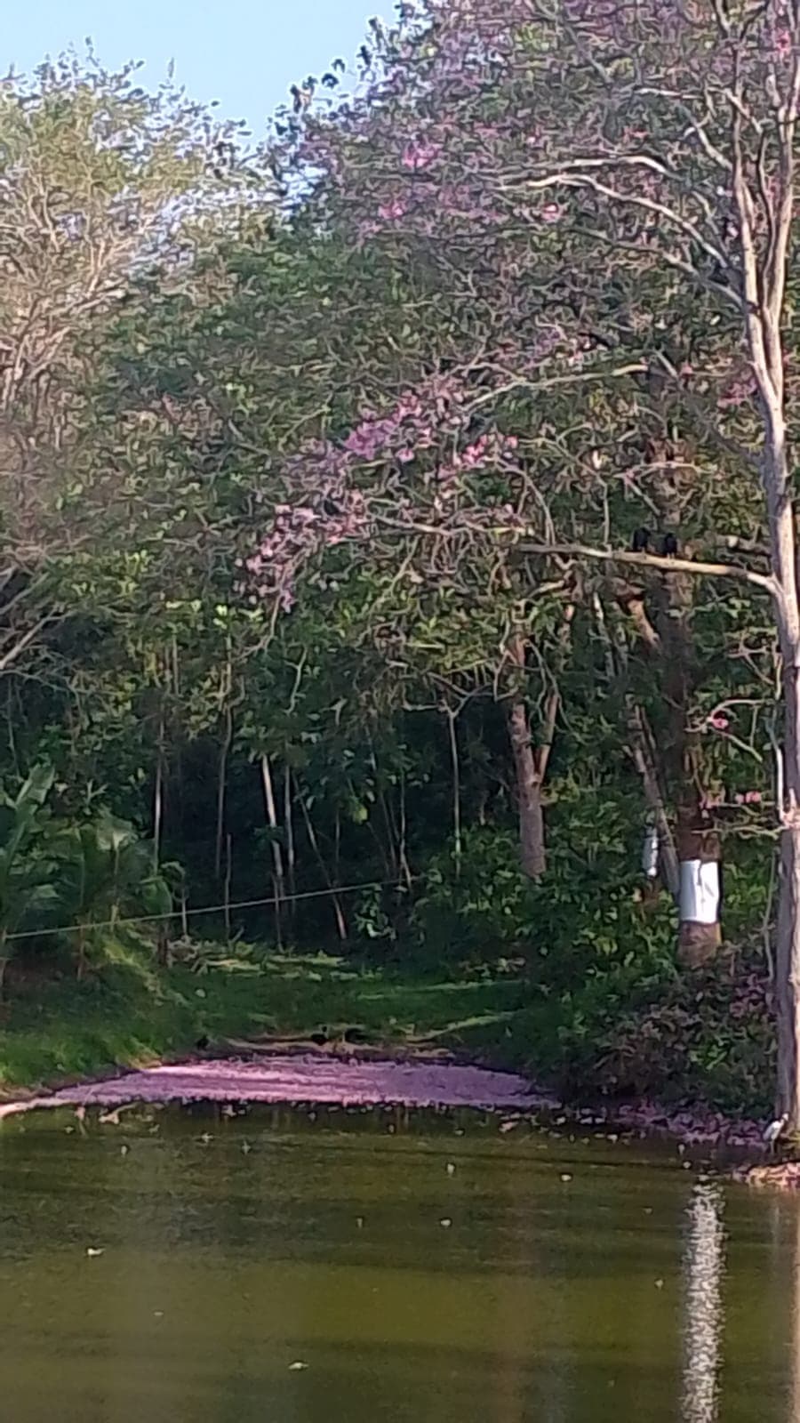 The Pink Carpet of El Paraíso · 5