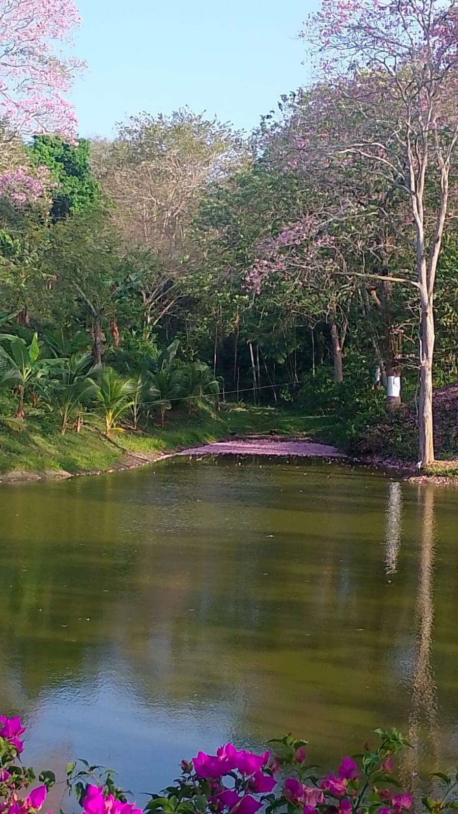 The Pink Carpet of El Paraíso · 6