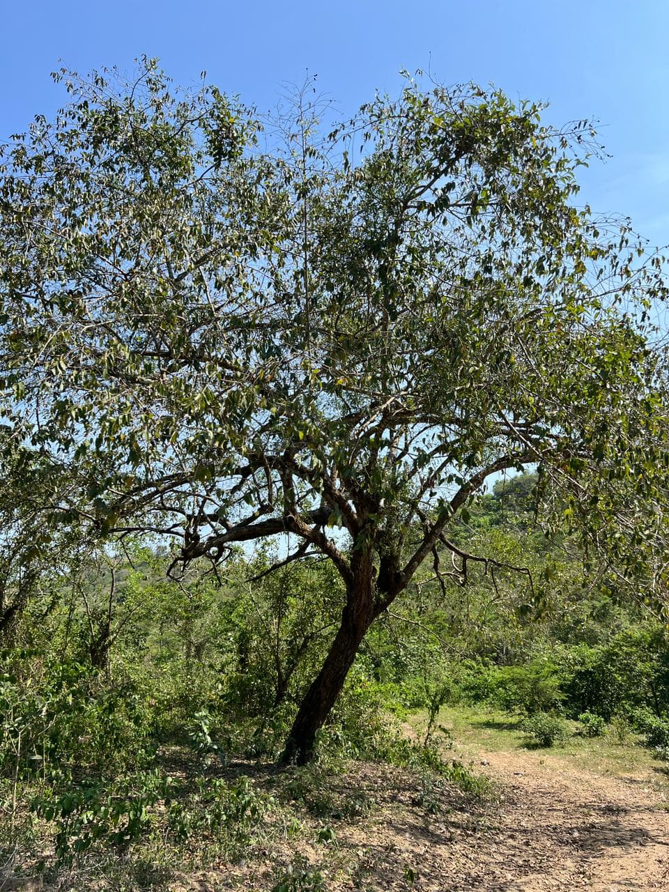 The Shadow of the Guásimo Where the Birds Come to Rest