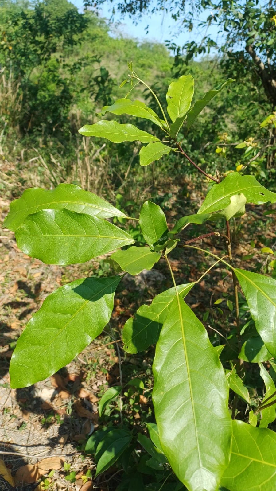 A Black Olive Born Alone in Red Earth