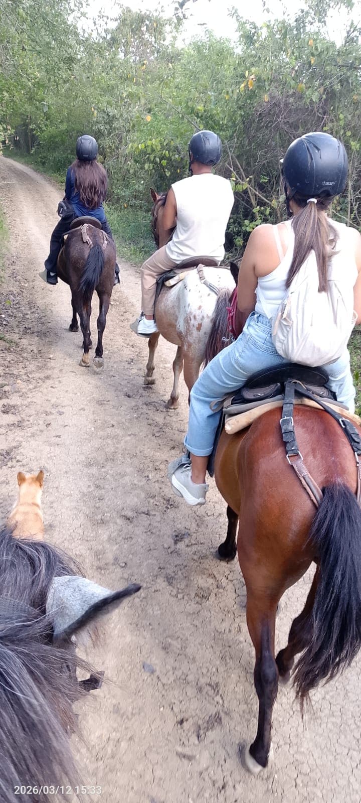 Four Horses and a Dog on the Way to the Hilltop · 2