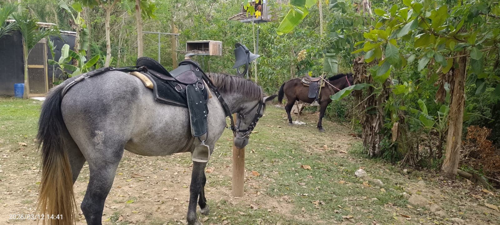 Four Horses and a Dog on the Way to the Hilltop · 3