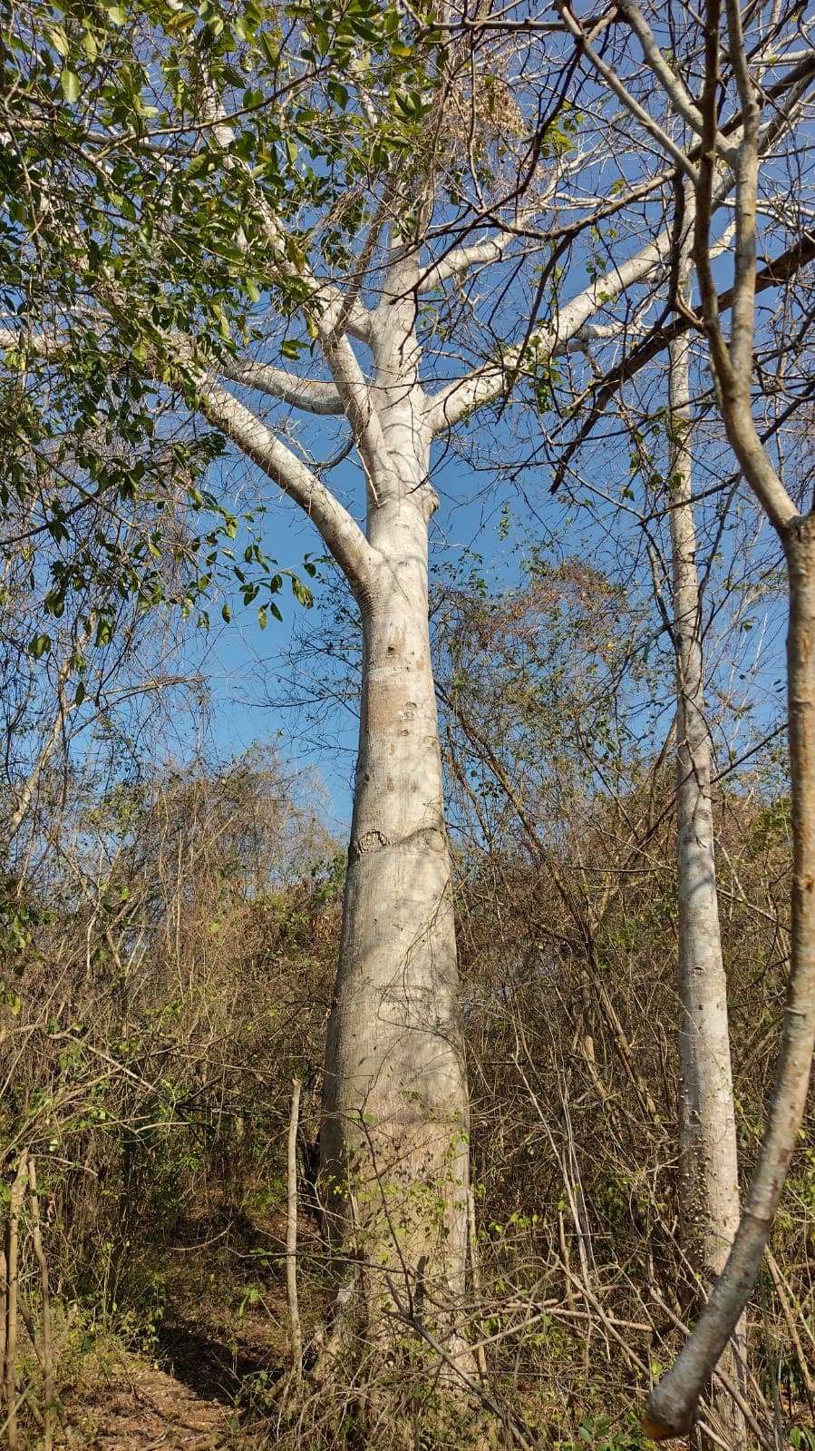 The White Bonga in the Thirsty Forest