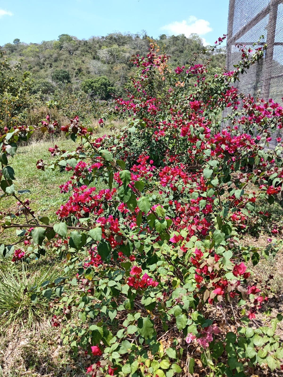 Flowers beside the cage, waiting for wings