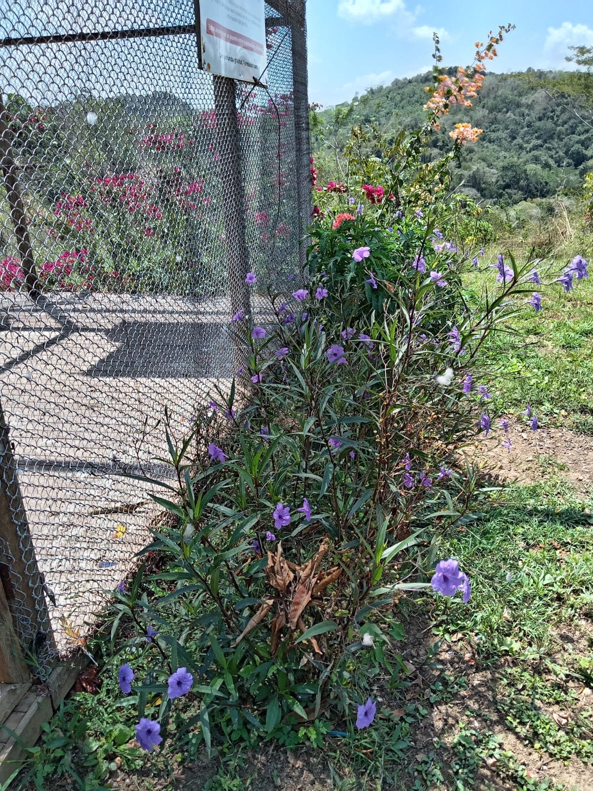 Flowers beside the cage, waiting for wings · 2