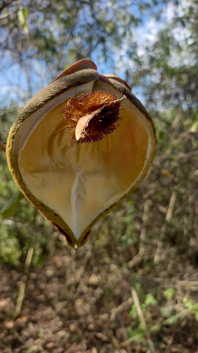 Ceibas in the Dry Season, on the Road to El Peligro